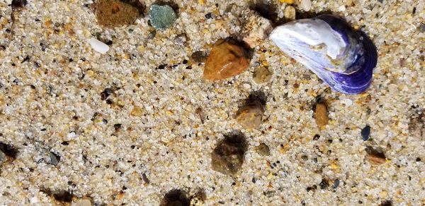 Close-up of seashell on beach