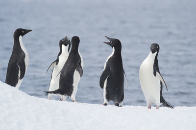 Close-up of birds on snow