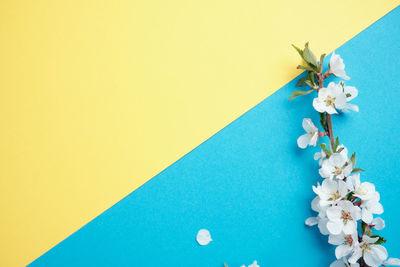 Close-up of white flower against blue background