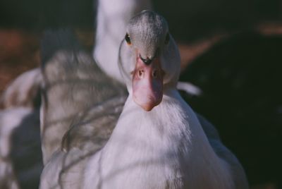 Close-up of a duck