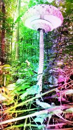 Close-up of mushroom growing on field