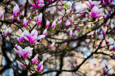 Close-up of pink flowers blooming on tree