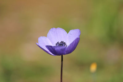 Close-up of purple flowers