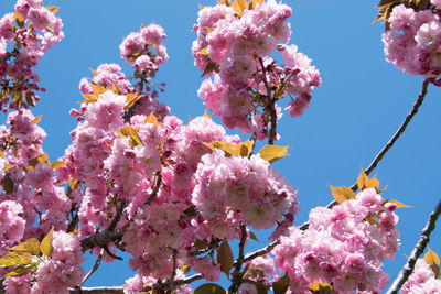 Low angle view of pink flowers