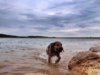 Dog standing on beach