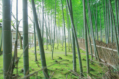 Bamboo trees in forest