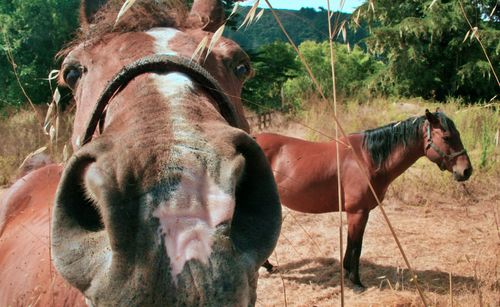 Horses in a field