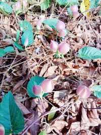 High angle view of flowering plant on field