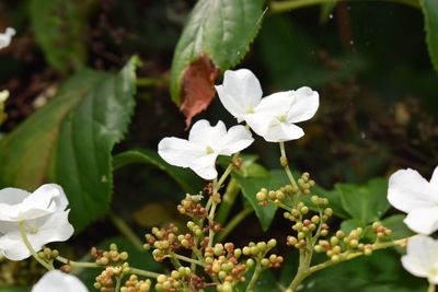 Close-up of white flowers blooming outdoors