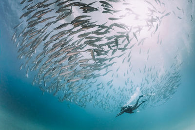 Low angle view woman swimming below fish in sea