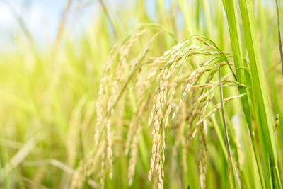 Close-up of crops in field