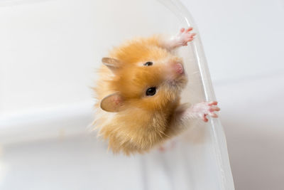 Close-up of hand holding rabbit