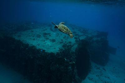 No stranger to this area of oahu, a friendly sea turtle you'll find at electric beach. 