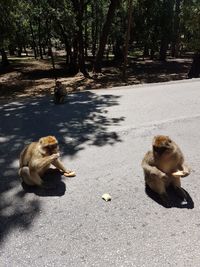 High angle view of monkey sitting on tree