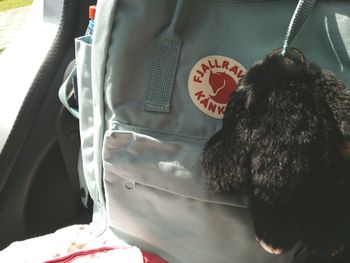 Close-up of dog sitting in car