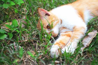 Cat relaxing on field