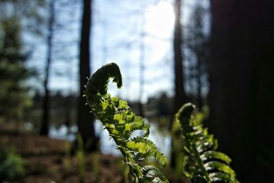 Close-up of plant against blurred background