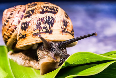 Close-up of snail