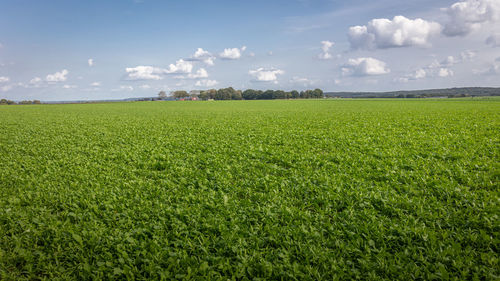 Hectares full of fresh radishes in the autumn  in the province of north brabant, the netherlands