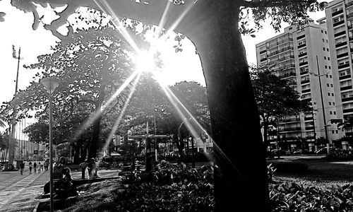 Sun shining through trees