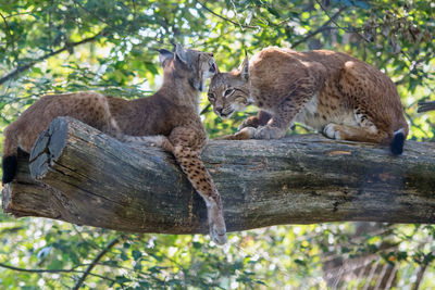 Lynx couples in love - two lynx sniffing each other