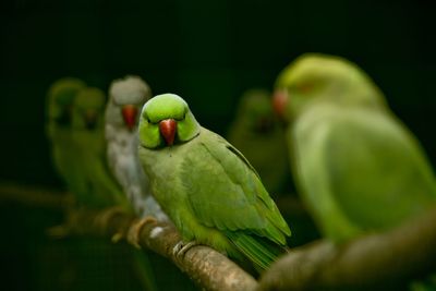 Close-up of parrots perching on branch