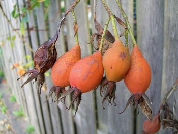 Close-up of fruits on tree