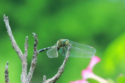 Close-up of insect on leaf