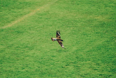 Bird flying over field