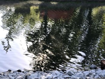 Reflection of trees in water