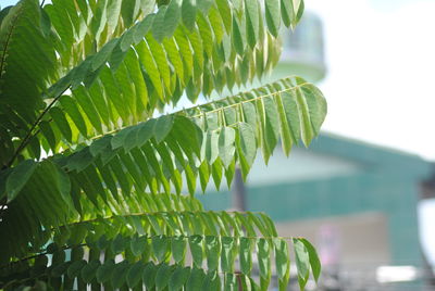 Close-up of fresh green leaves