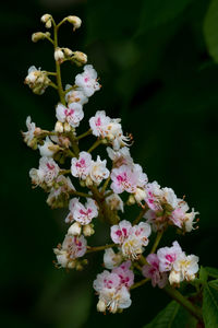 Close-up of pink flowers