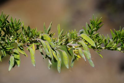 Close-up of fresh green leaves