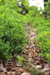 Close-up of fresh green plant