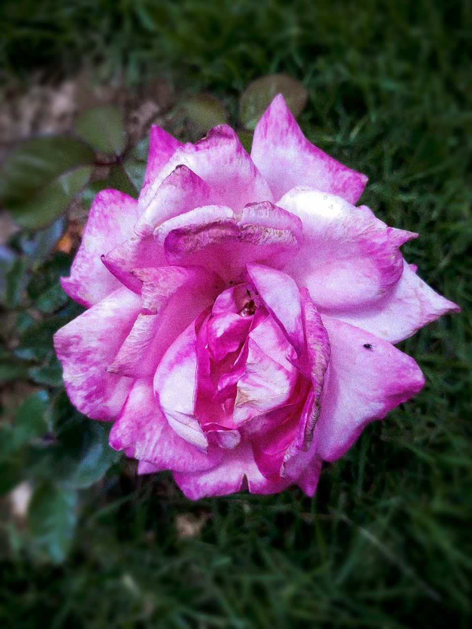 CLOSE-UP OF PINK FLOWER ON FIELD