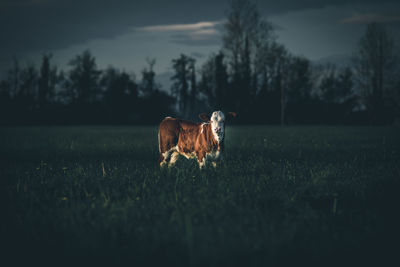 Cattle cub in a field dark and dramatic style image