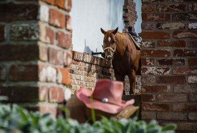 Horse standing by brick wall