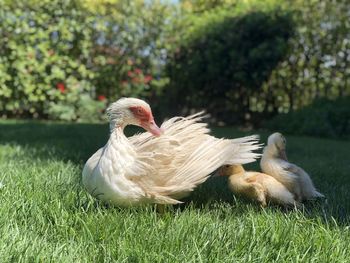 Close-up of a duck on field