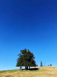 Trees on field against clear blue sky