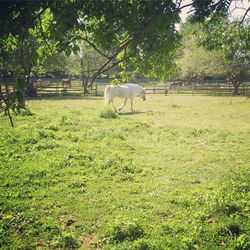 Sheep grazing on field