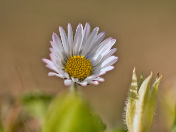 Close-up of daisy flower