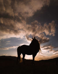 Silhouette horse standing on field against cloudy sky during sunset