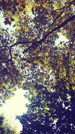 Low angle view of trees against sky