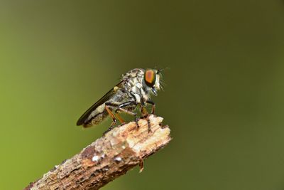 Close-up of insect on plant