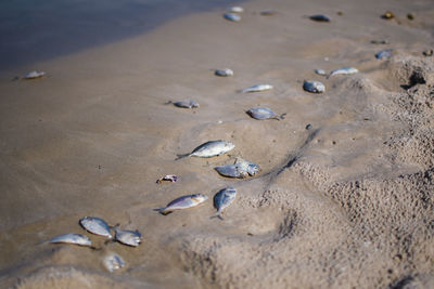 High angle view of crab on beach