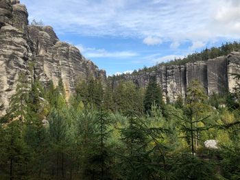 Panoramic view of pine trees against sky