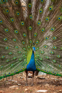 Peacock in a field