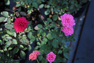 Close-up of pink flowering plant