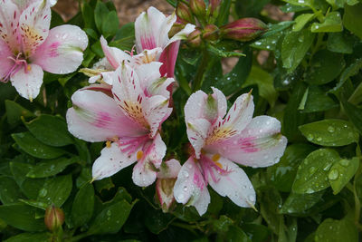 Close-up of raindrops on pink flowering plant