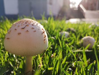 Close-up of mushroom growing on field. lepiota